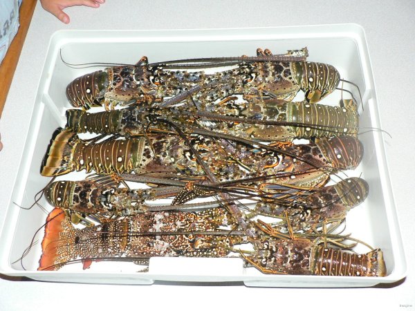 30- Une langouste par personne 
